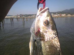 http://www.smith.co.jp/product/salt/cpenhotaru/13.jpg