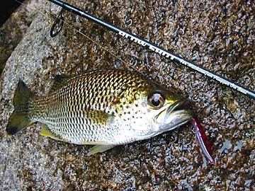 Jungle Perch Crystal Alive 50mm #07