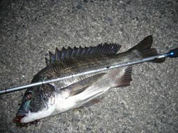 http://www.smith.co.jp/product/salt/dancingbream/12.jpg