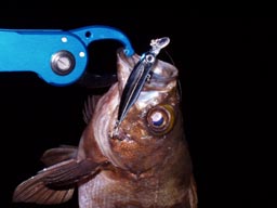 http://www.smith.co.jp/product/salt/sminnow/1.jpg