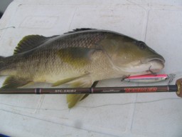 Cherry Blood DD Spot Tail Bass PNG