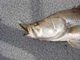 Cherry Blood DD Barra Cairns Inlet