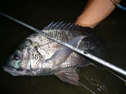 DANCING BREAM