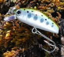 icminnow