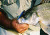 Bass & Bay blue Lure