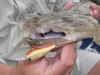 Flat Head & Jade MD Lure