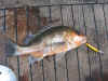 Mangrove Jack Revert Lure