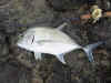 Trevally SMITH  Floating Saruna Lure