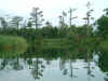 PANDI River Papua New Guinea.jpg (89066 bytes)