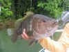 Papua New Guinea Bass.jpg (200912 bytes)