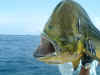 Popper Fishing for Dolphin.jpg (74050 bytes)