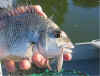 Smith lures.JPG (57990 bytes)