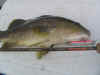 Spot Tail Bass Strategy Tourler 510RJ PNG.jpg (172565 bytes)
