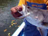 Barramundi & BB Jesty Lure