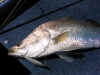 bbjesty2.email.jpg (65267 bytes)