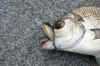 tweed bass smith 021.jpg (80239 bytes)