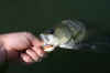 tweed bass smith 027.jpg (29741 bytes)