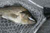 tweed bass smith 033.jpg (83963 bytes)