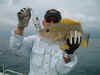sea bream.jpg (67894 bytes)