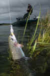 Smith Lure1.jpg (850834 bytes)