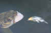 Smith Lure2.jpg (776848 bytes)