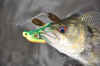 Whiting,bass,smith,cam part,pigs 045.jpg (72285 bytes)