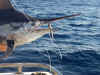 marlin close up (Darren Doush).jpg (2561050 bytes)