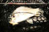 BREAM SMITH SHIRASU MINNOW LIPLESS 
