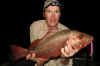 Roderick Gold Coast Mangrove Jack Cherry Blood DD
