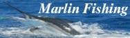 Black Marlin Fishing Cairns Great Barrier Reef