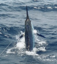 Black Marlin Cairns