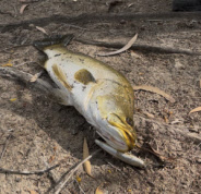 LURES - BARRA FISHING