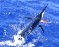 Marlin on lure Cairns